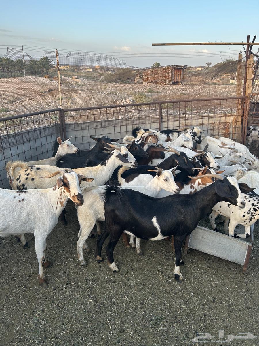 Goats for sale, male and female64041348097411113