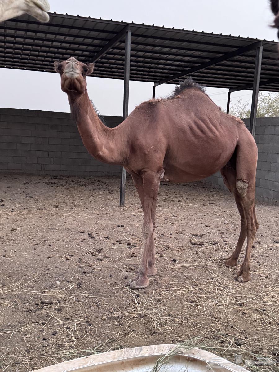 Red Lughah, limit 7000, sold64050784441089113