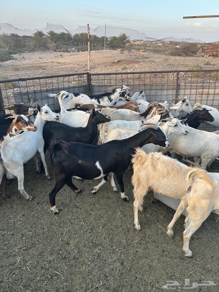 Goats for sale, male and female64041348097411112