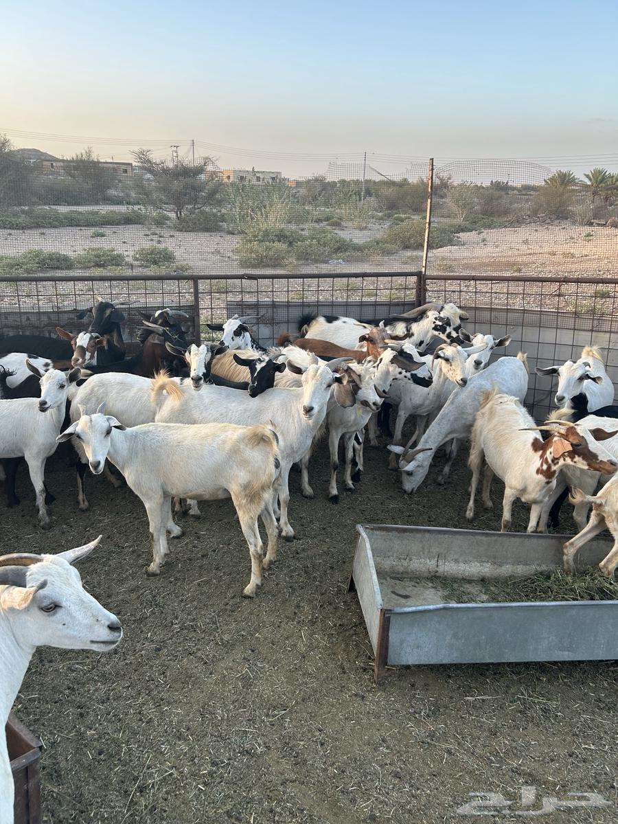 Goats for sale, male and female64041348097411110