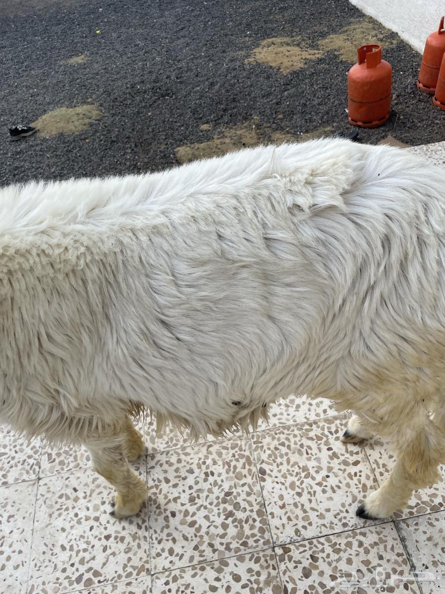 A six-month-old stallion64048885992961112