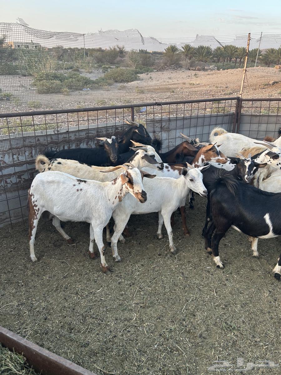 Goats for sale, male and female64041348097411111