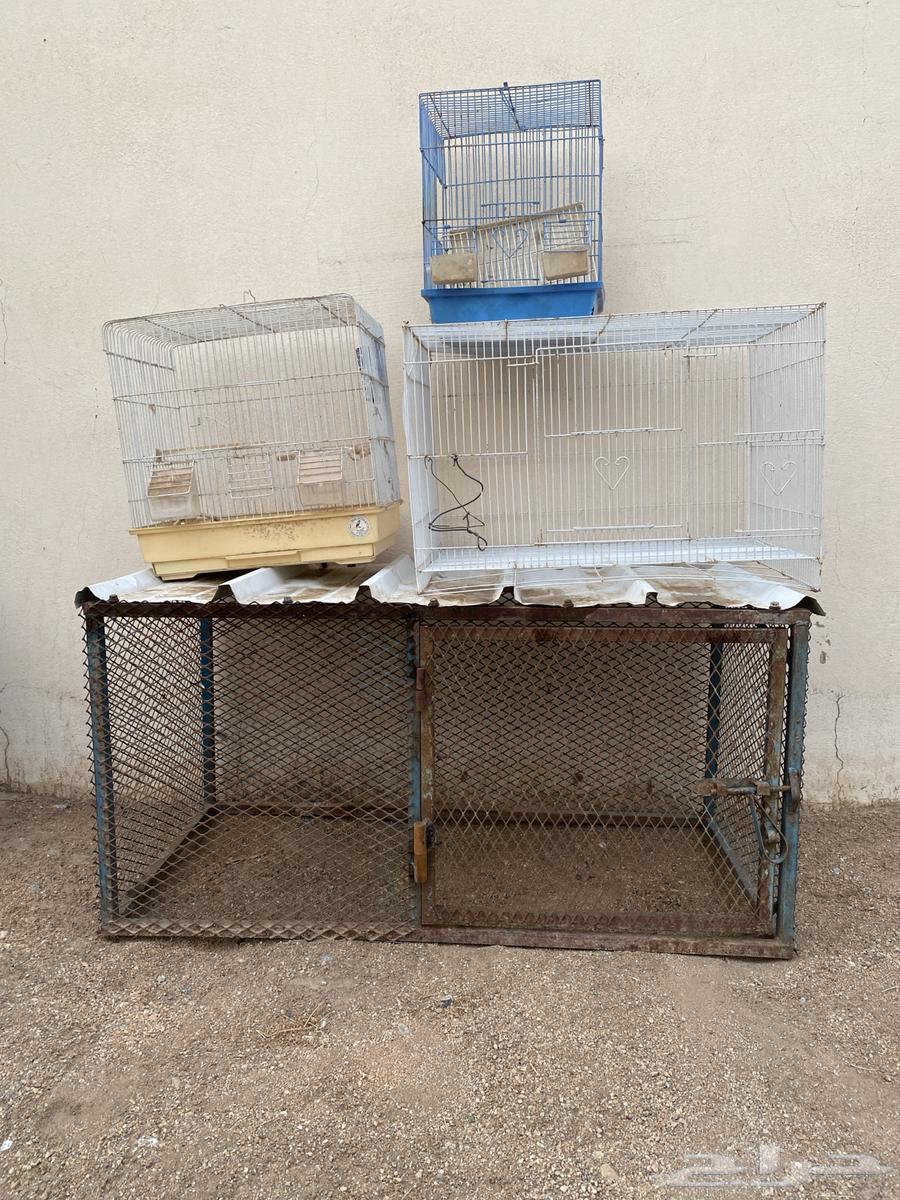 Cages and bird feeders64055257696770110