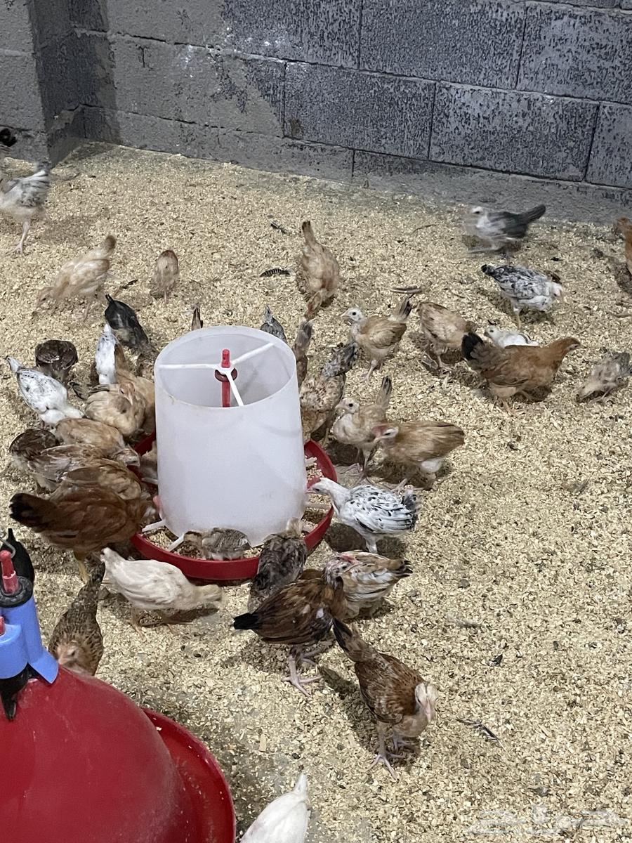 للبيع صيصان بلدي عمر شهر ونص63726821798274114