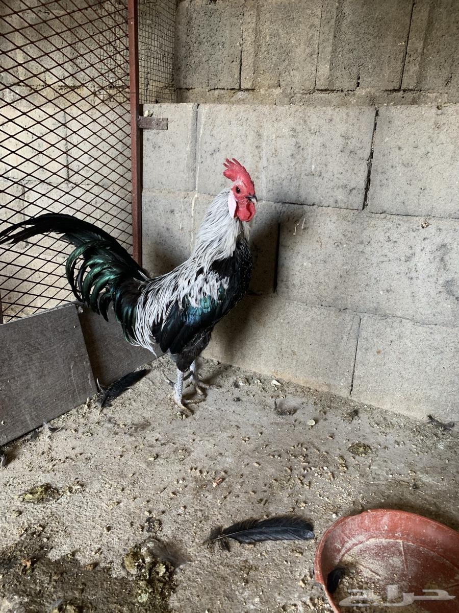 Authentic Local Rooster (Sold)64050121608705113