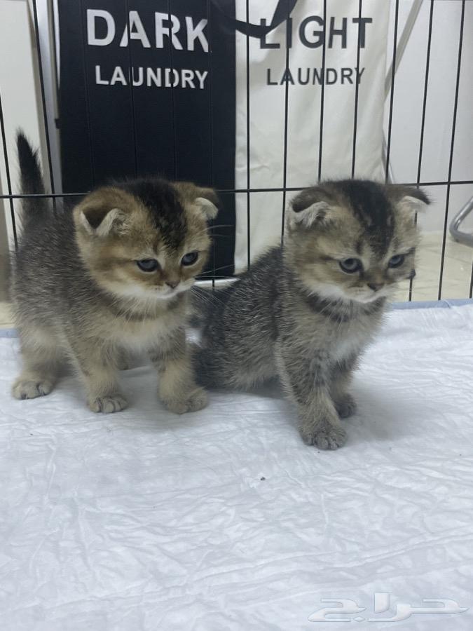 Scottish Fold kittens for sale63655223517314113