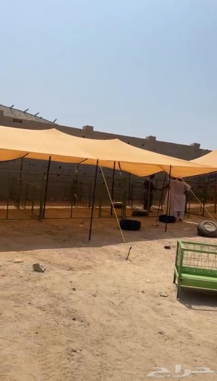 شبوك للايجار64041682743937110