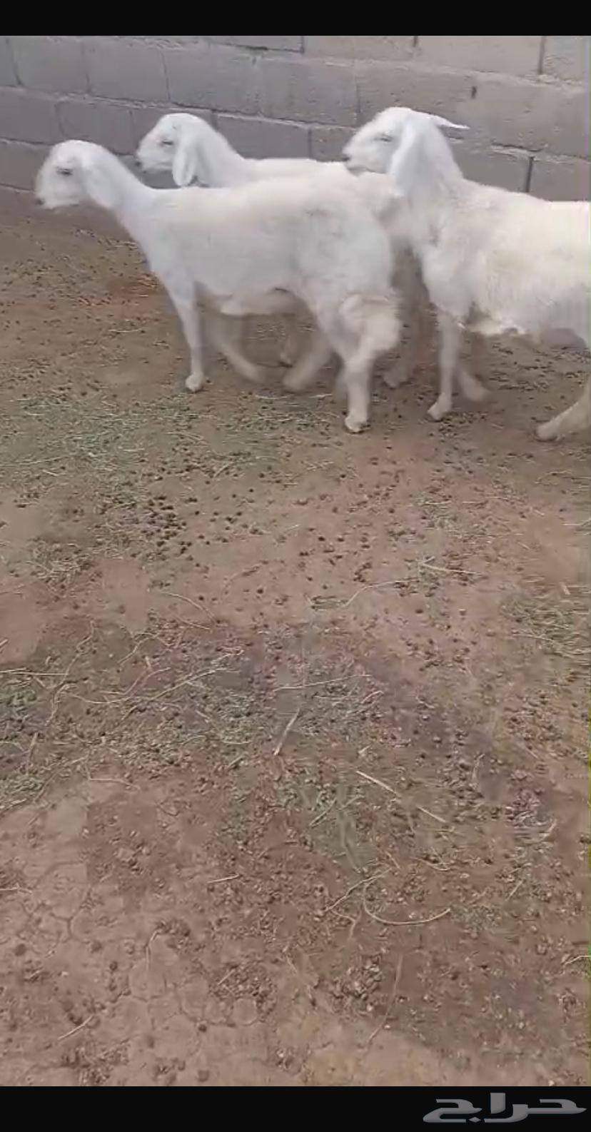 Rakhals for sale64052084412419110