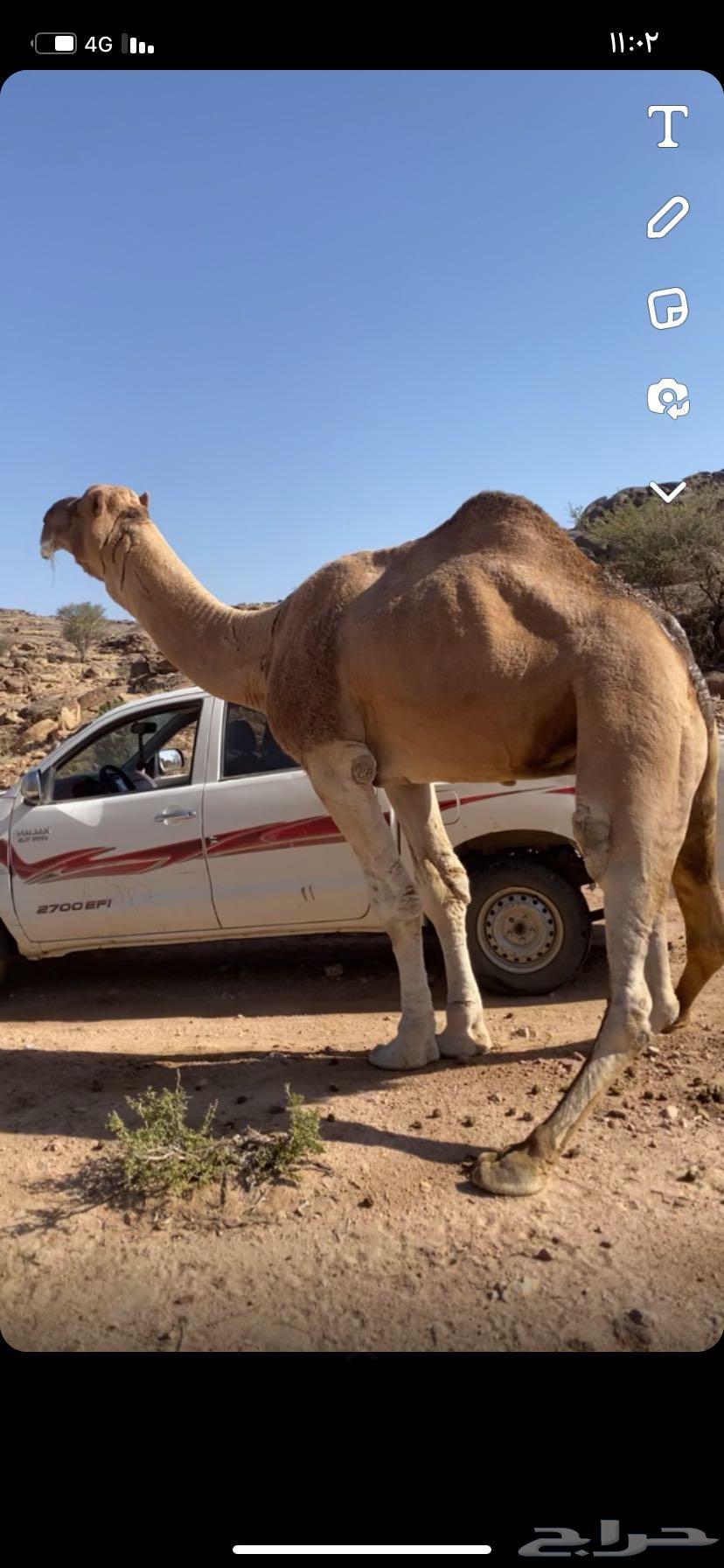 Red camel64041007111553110