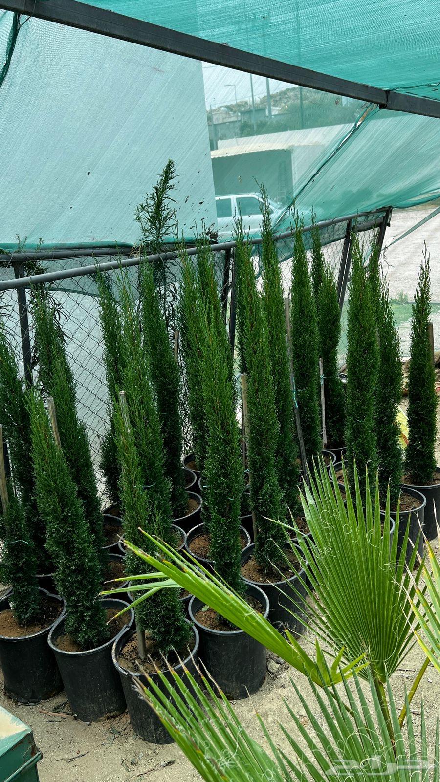 Italian Cypress64045203145858113