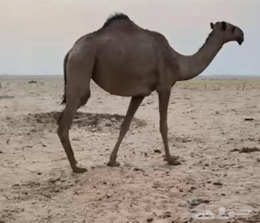 الموقع شمال ساجر64055582493955110