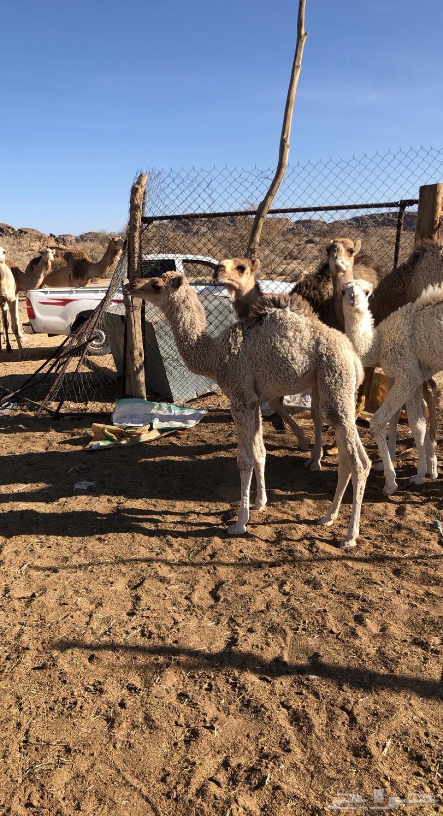 Red camel64041007111553112