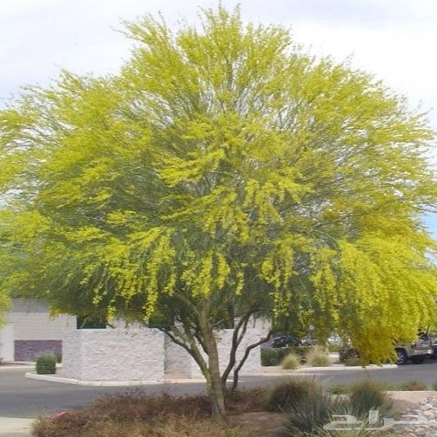 Parkinsonia Seeds64071874666497111