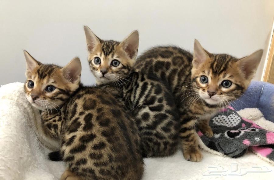 Strong Bengal cats for sale64072756252290112