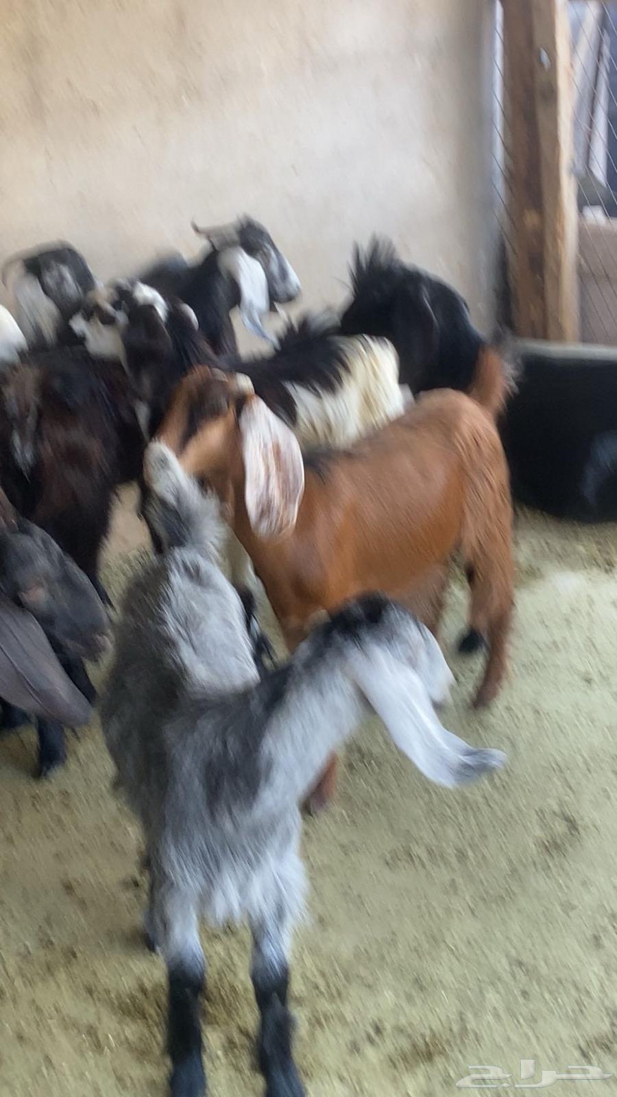 Goats and sheep for sale64063228581889111