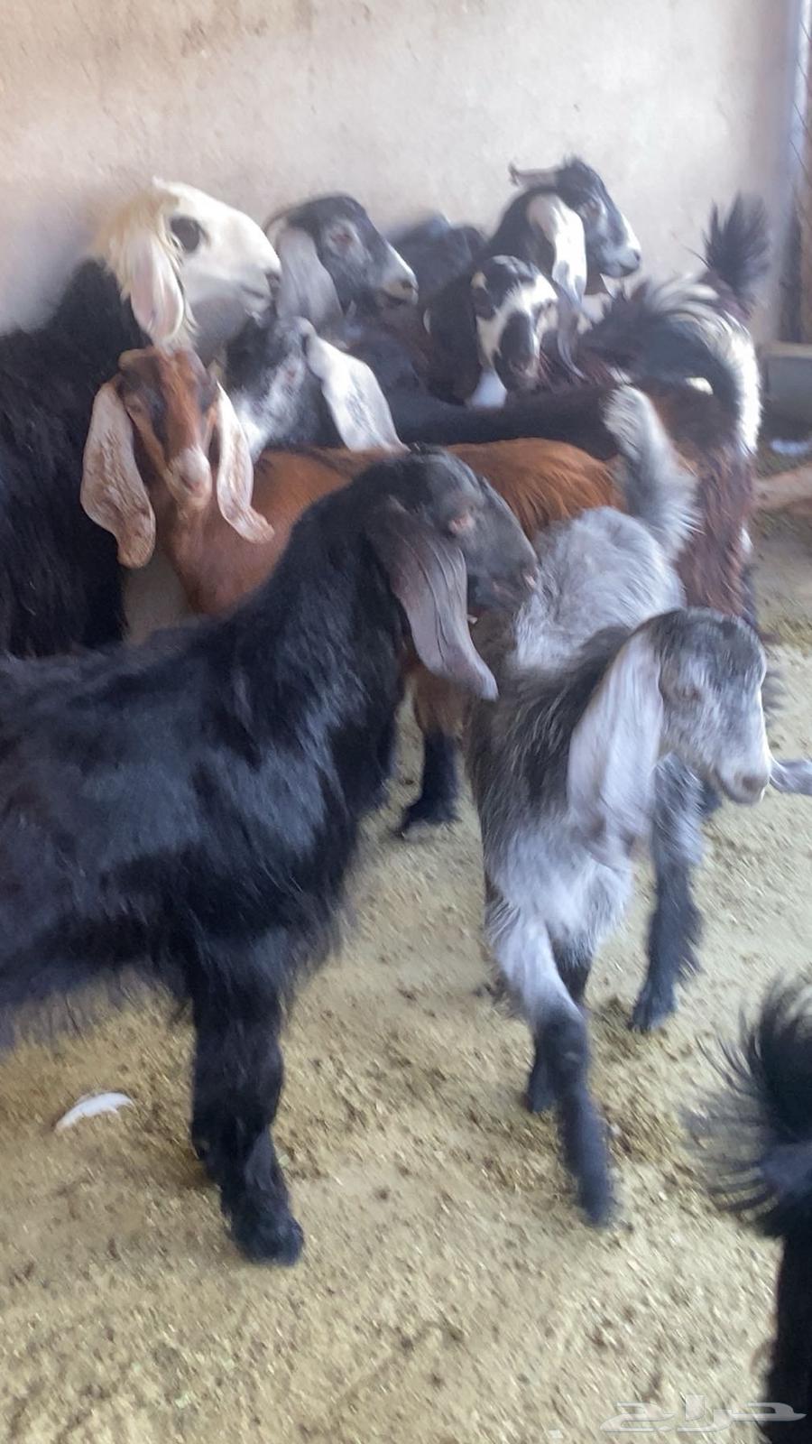 Goats and sheep for sale64063228581889110