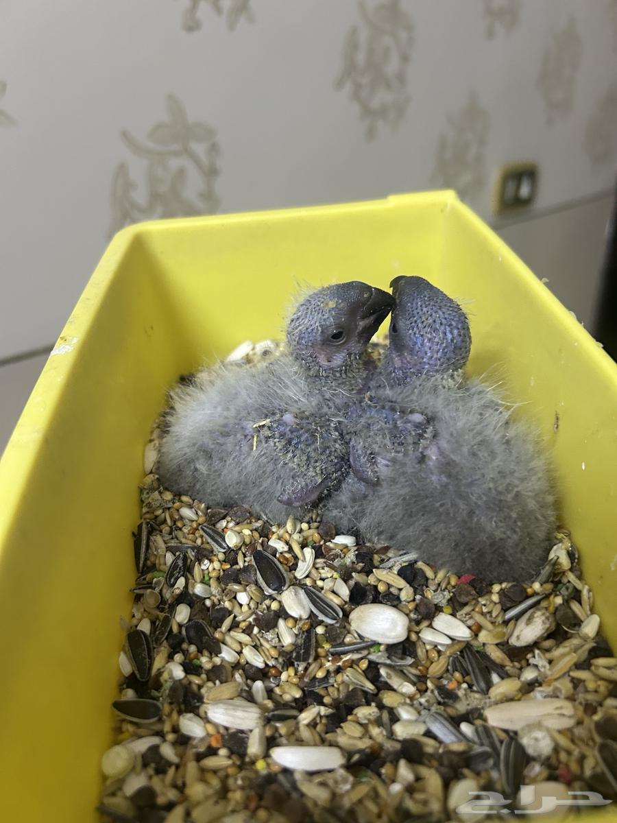 Two Douski Rooster Chicks for Sale with Installments Available64062895620610111