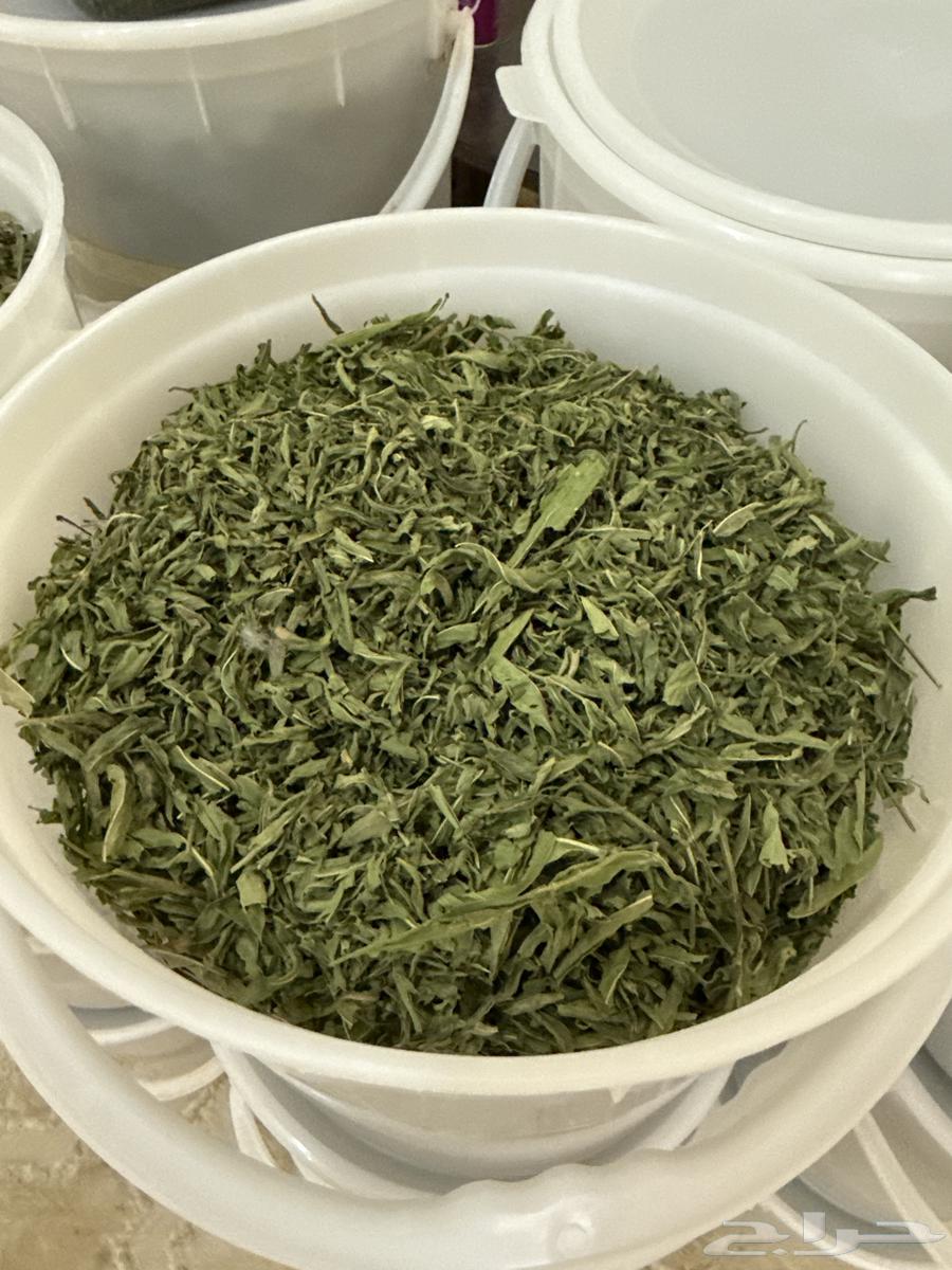 نعناع جاهز (15) سطل64071117980163111