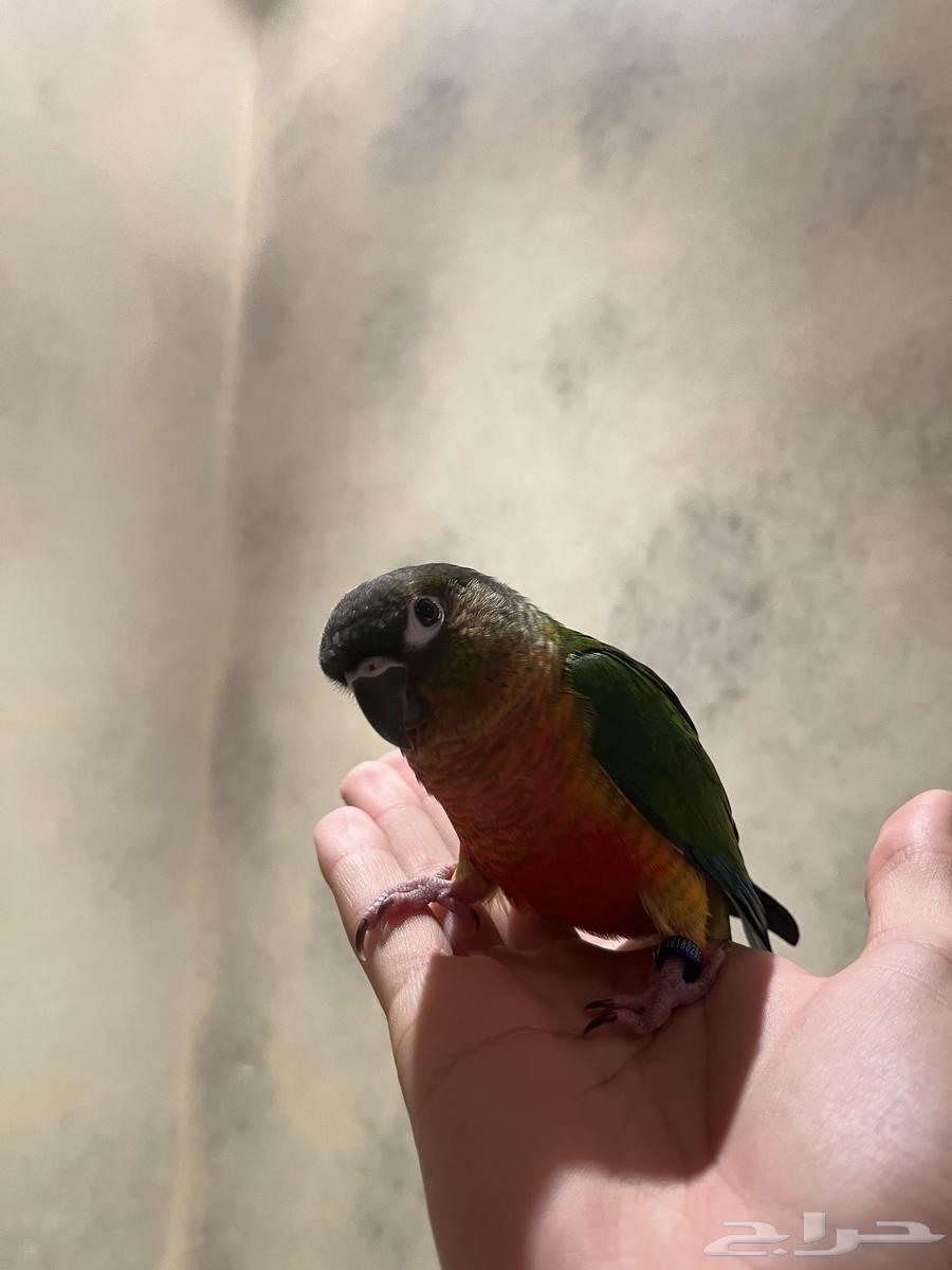 Conure Yellow-sided Parrot64096645265283112