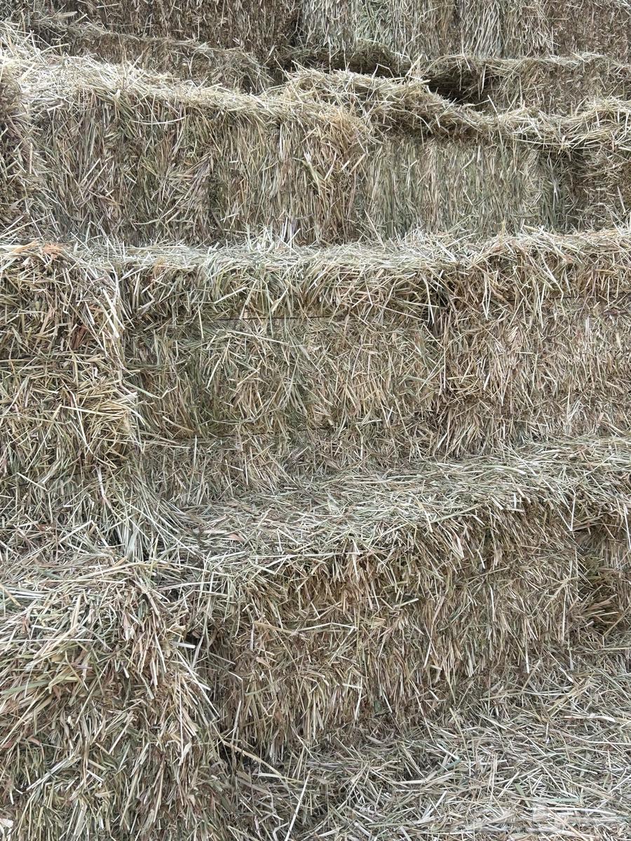 Barley and wormwood mixture63388299545602114