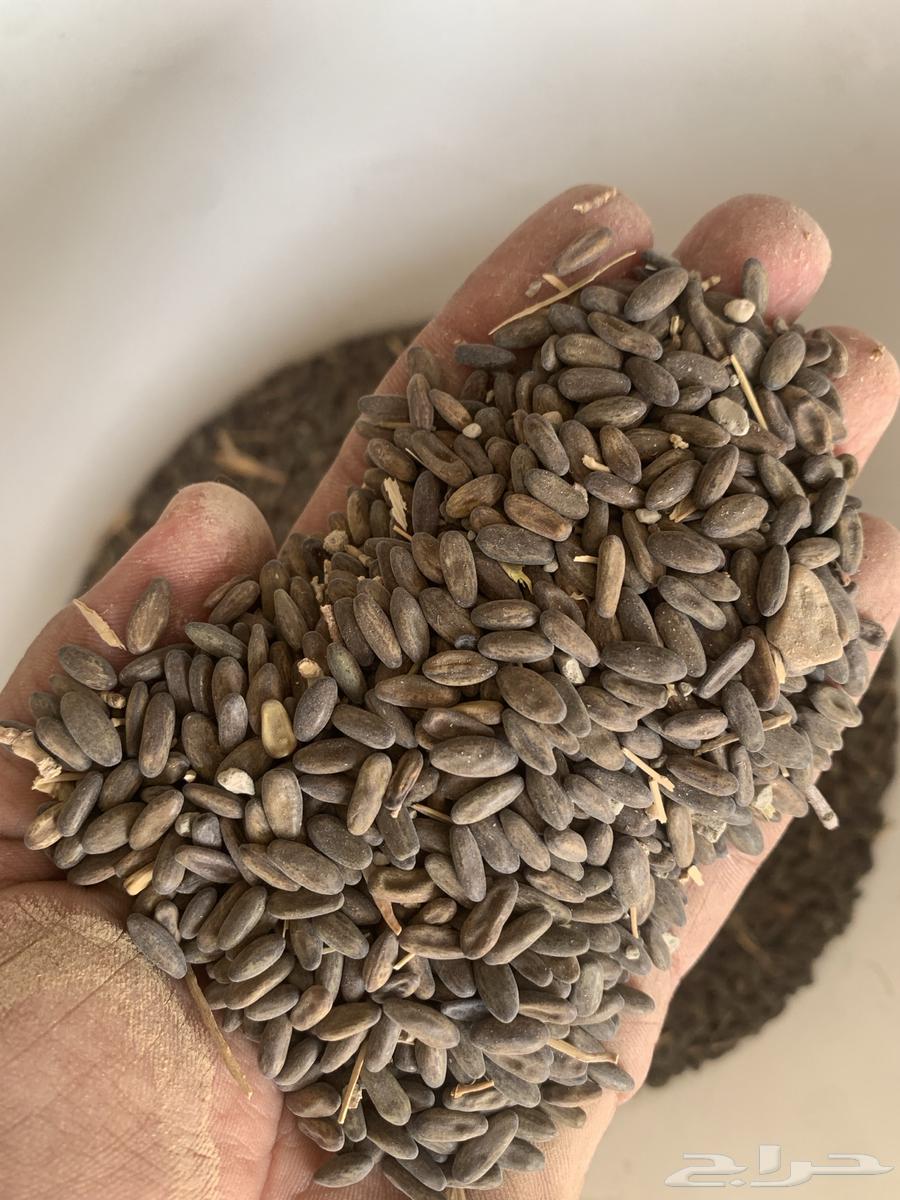 Parkinsonia Seeds64071874666497114