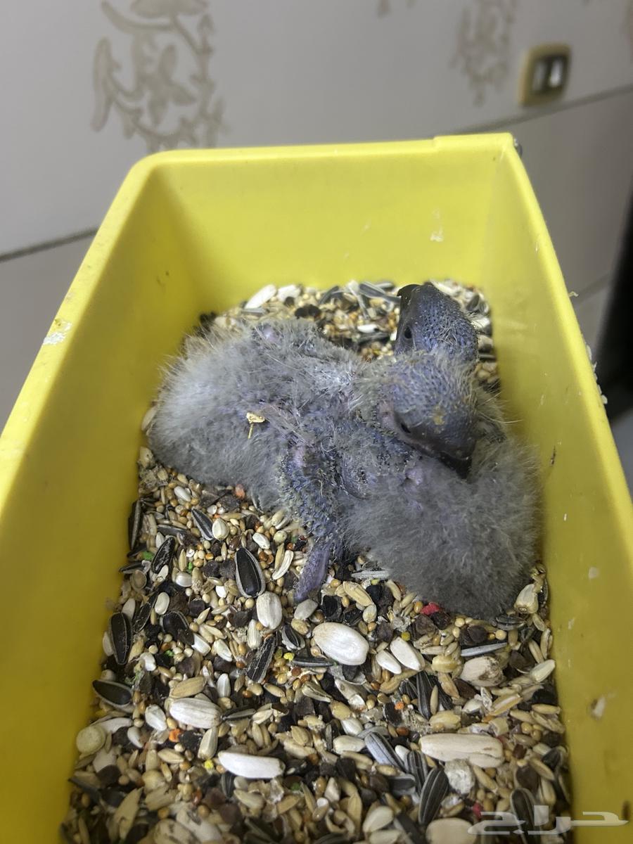 Two Douski Rooster Chicks for Sale with Installments Available64062895620610113