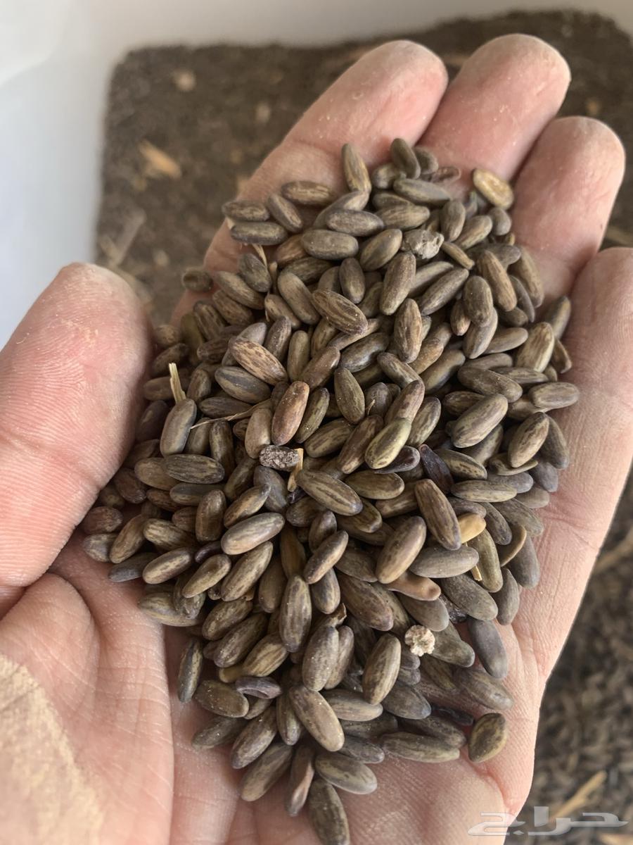 Parkinsonia Seeds64071874666497112