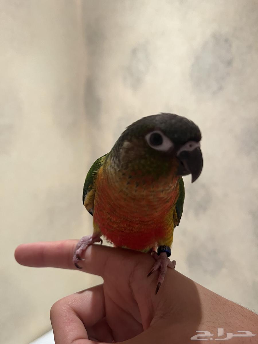 Conure Yellow-sided Parrot64096645265283110