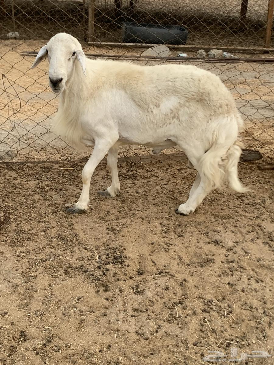 For sale, a male goat with black eyes and a purebred male goat64072430013569113
