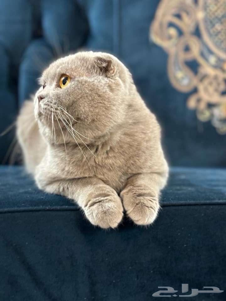 For sale male Scottish64096646586754110