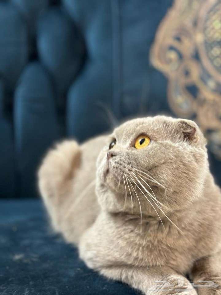For sale male Scottish64096646586754111