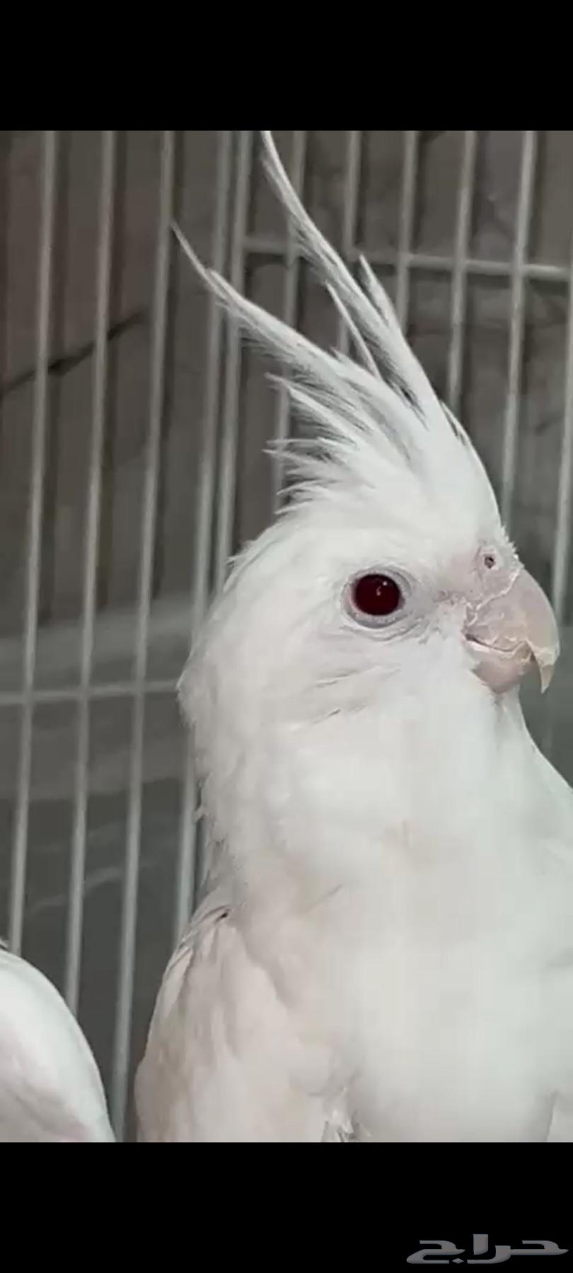 جوز كروان البينو عيون حمر للبيع64064569412353111