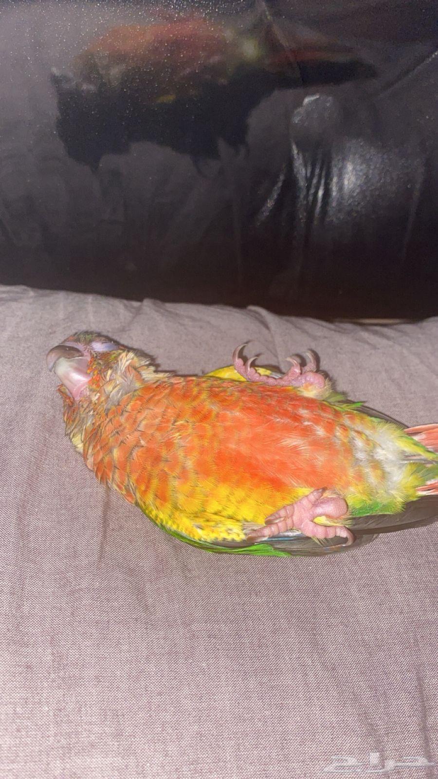Parrot64072535252739113