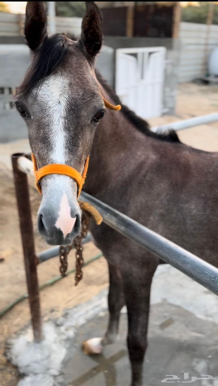 خيل للبيع64058654540803110