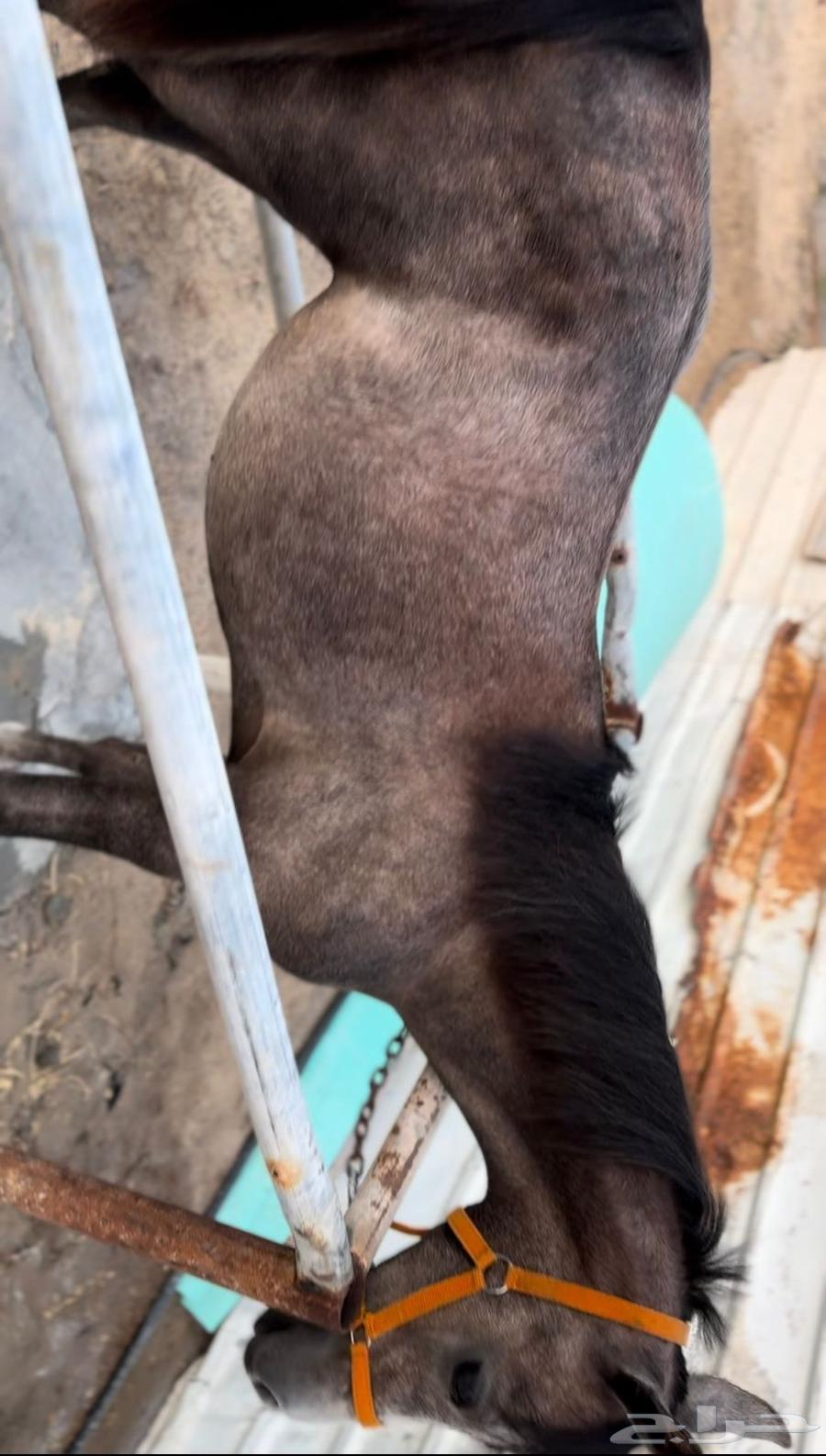 خيل للبيع64058654540803112