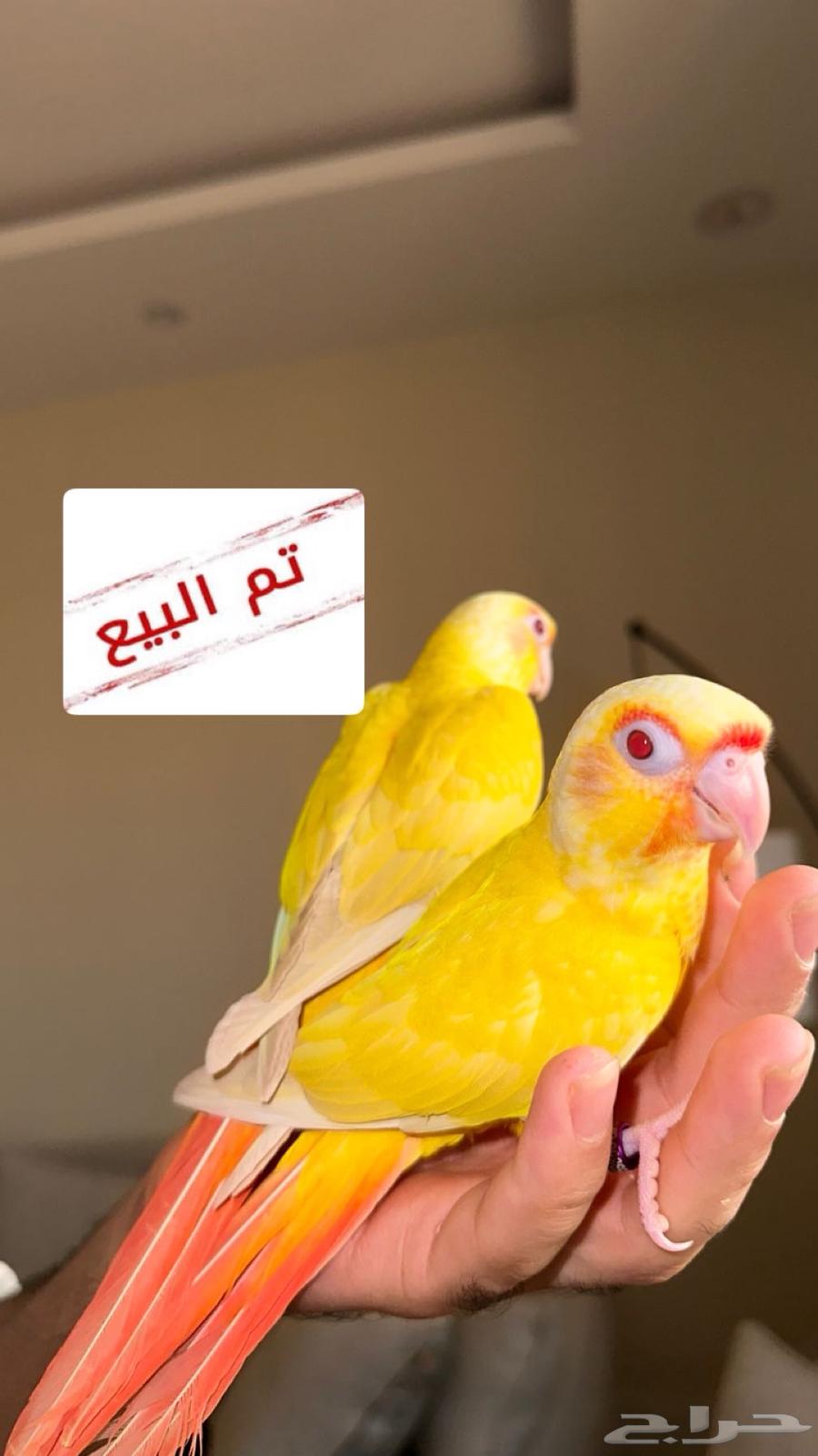 تم البيع فروخ كنيور فالو ( عيون حمراء )63709194660098110