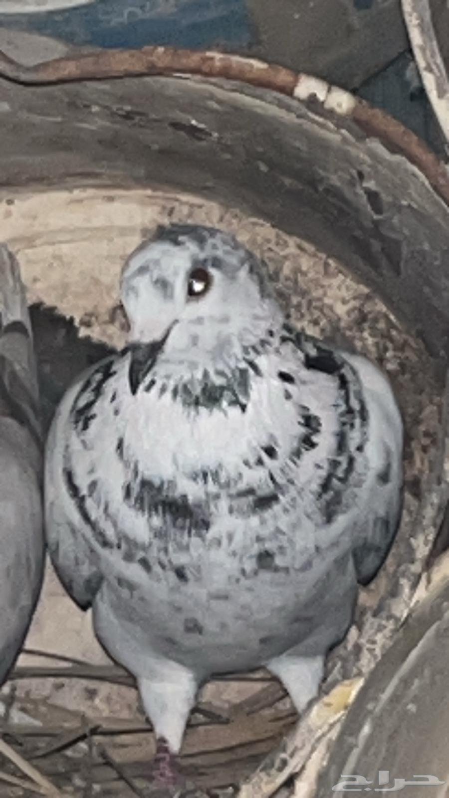 Female Aloun and Laioon breed pigeon for sale64097037040899114