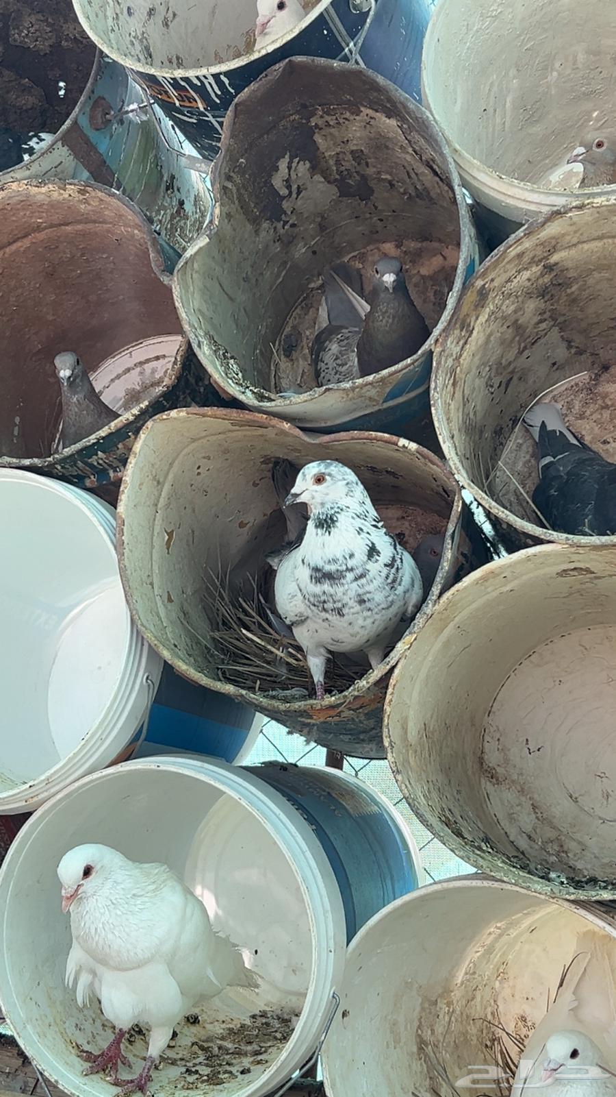 Female Aloun and Laioon breed pigeon for sale64097037040899112