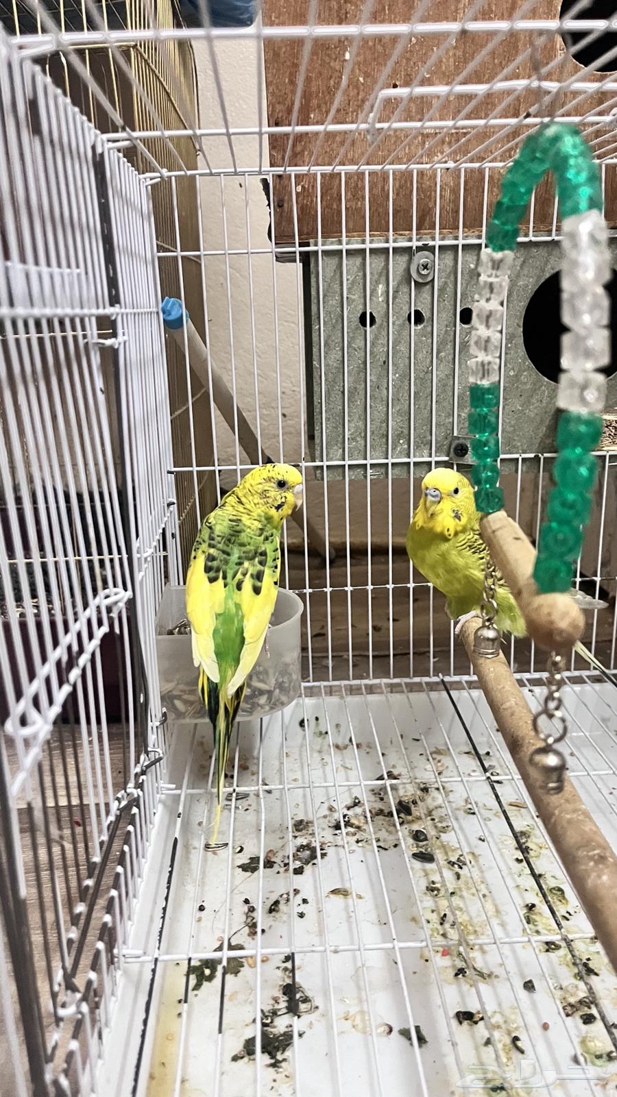 Bird63619156132353111