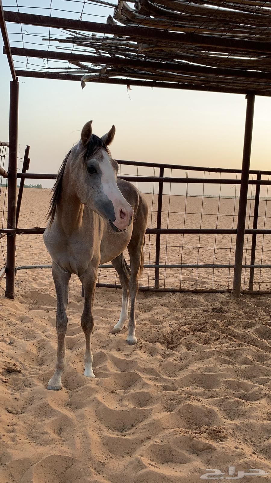مهره للبيع64097030642179110