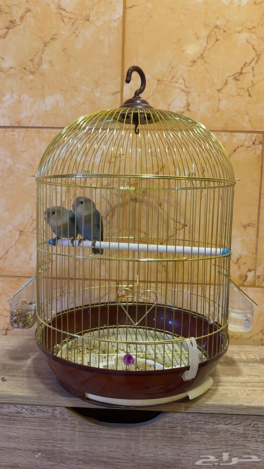 Rose birds for sale64096776710274111