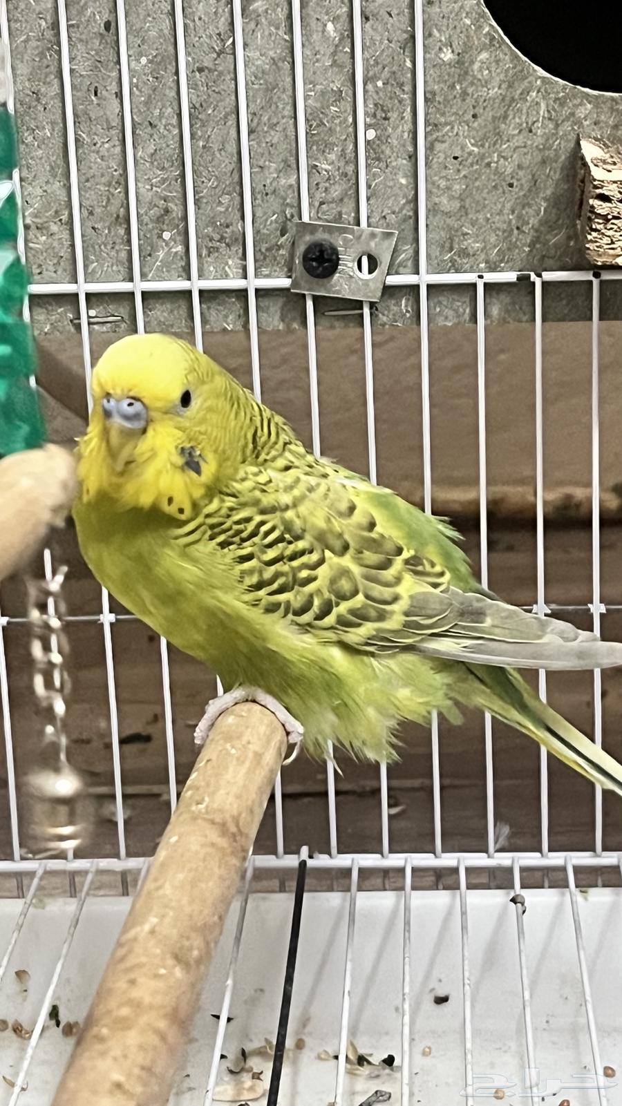 Bird63619156132353113