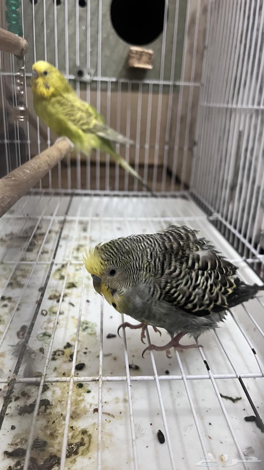 Bird63619156132353112