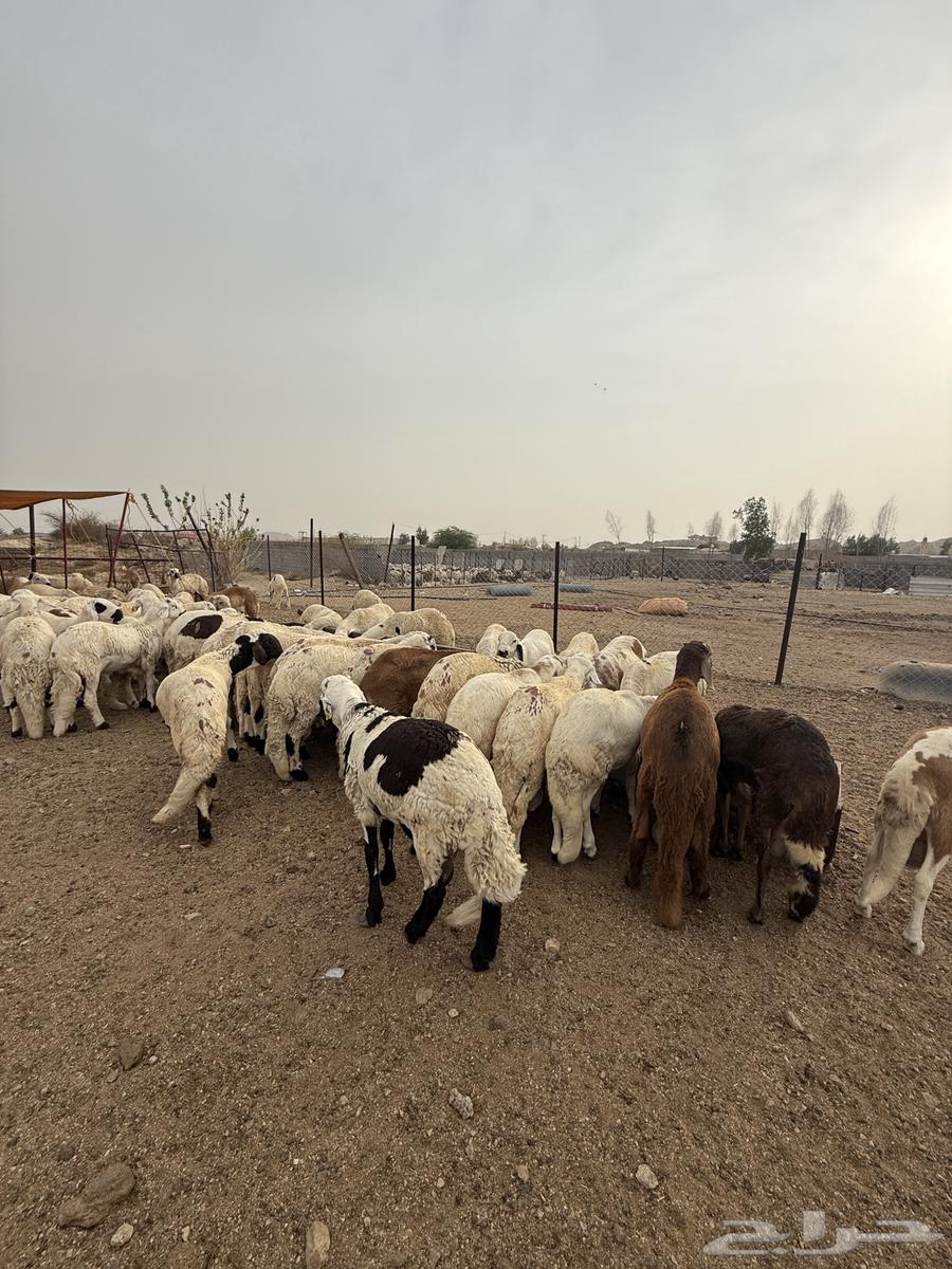 White Sudanese Goat Farming64096911472385112
