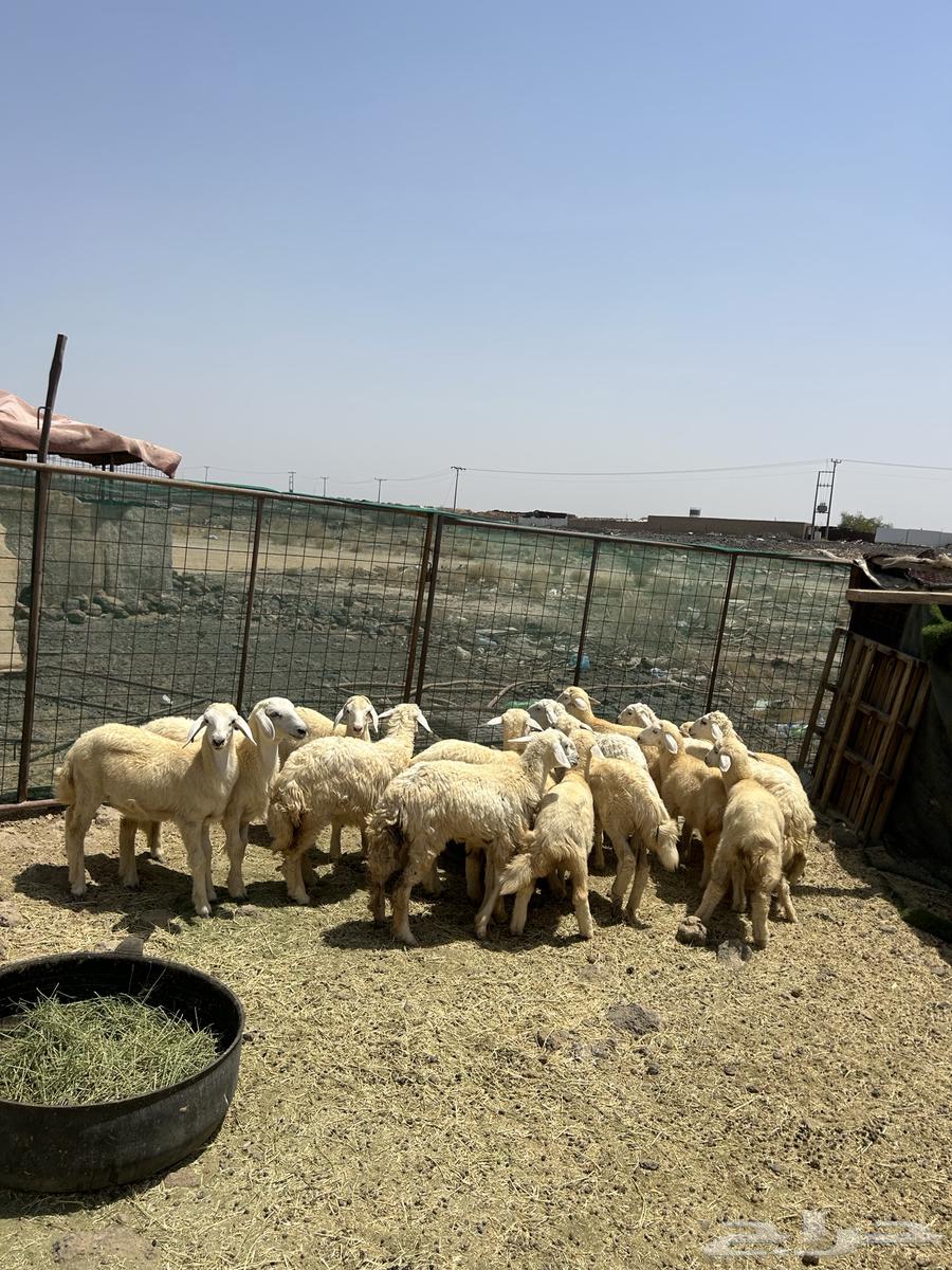 Rakhal Hurriyat Al-Hud (870) Sold64096795199234110