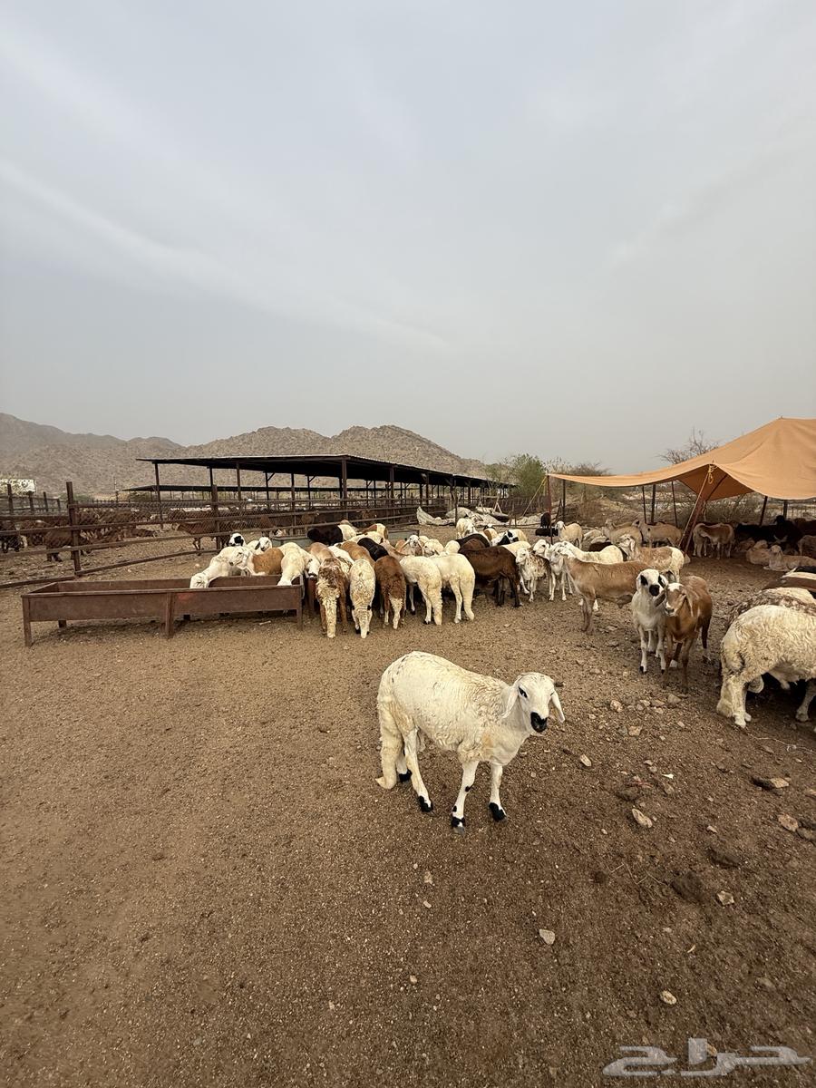 White Sudanese Goat Farming64096911472385111