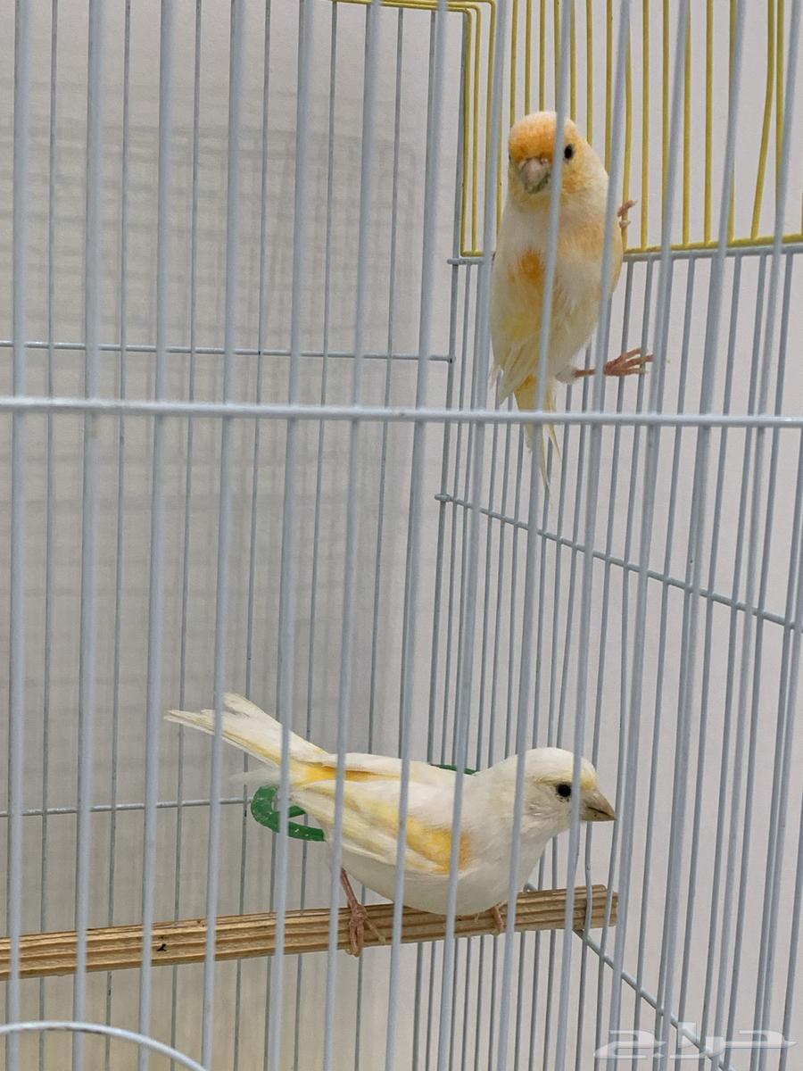 European Canary Cage for Sale64096797113603110