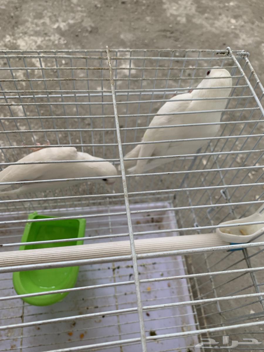White Rosy-faced Lovebird with Red Eyes (Produced Twice)64096790567043111