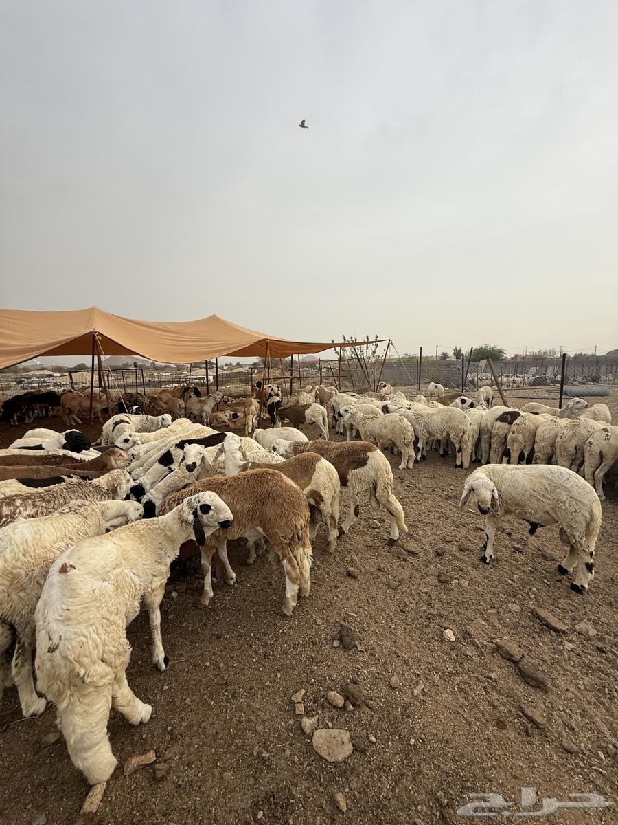 White Sudanese Goat Farming64096911472385110