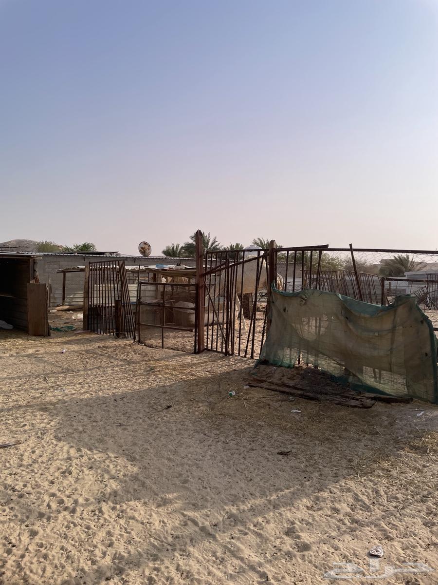 Apple Council and Sheep Pens for Sale64012406093185112